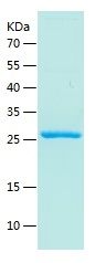    beta Amyloid 1-42 / Recombinant Human beta Amyloid 1-42