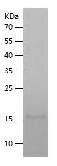    IL-4 / Recombinant Human IL-4