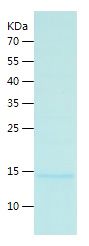    IL-5 / Recombinant Human IL-5