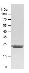 Recombinant Mouse CELA2A