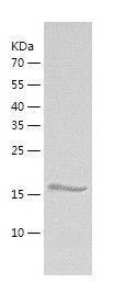    Secretogranin V / Recombinant Human Secretogranin V