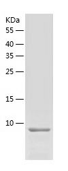    PTMA / Recombinant Human PTMA