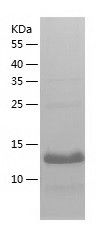 Recombinant Mouse HBZ