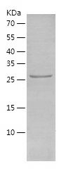 Recombinant Rat ErbB 2