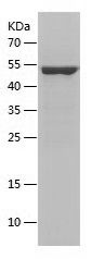    ATPB / Recombinant Human ATPB