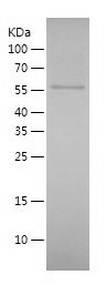    AMF Bioactivity Validated / Recombinant Human AMF Bioactivity Validated