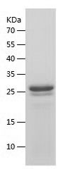    CGRP / Recombinant Human CGRP