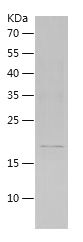 Recombinant Mouse M-CSF