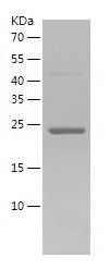 Recombinant Mouse M-CSF