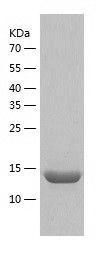 Recombinant Mouse Prealbumin