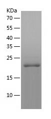    CRYGD / Recombinant Human CRYGD