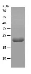    Hsp90 / Recombinant Human Hsp90