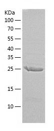    ERCC1 / Recombinant Human ERCC1