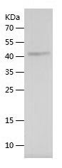 Recombinant Mouse COL4A2