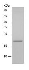    RHOC / Recombinant Human RHOC