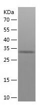 Recombinant Mouse MDH2