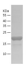    MMP3 / Recombinant Human MMP3