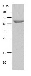    MMP3 / Recombinant Human MMP3