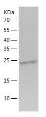    GSTA1 / Recombinant Human GSTA1