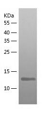    Inhibin beta A / Recombinant Human Inhibin beta A