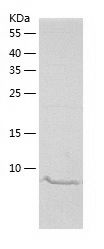    MGP / Recombinant Human MGP