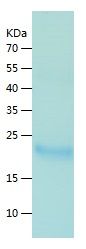 Recombinant Mouse IL-6