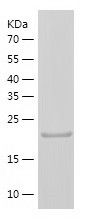    CD45 / Recombinant Human CD45