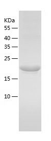    FGF4 / Recombinant Human FGF4