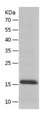    SRP19 / Recombinant Human SRP19