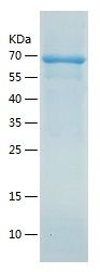    Dopamine beta Hydroxylase / Recombinant Human Dopamine beta Hydroxylase