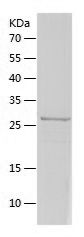 Recombinant Mouse G-CSF