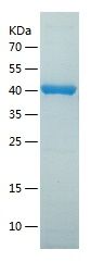    C4 / Recombinant Human C4