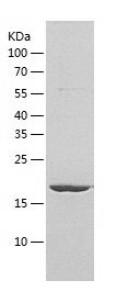 Recombinant Rat Cyclophilin A