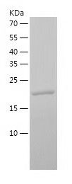    Rap2A / Recombinant Human Rap2A