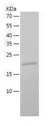    Rap2A / Recombinant Human Rap2A