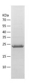    RRAS / Recombinant Human RRAS