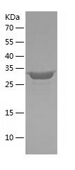    HLA-C / Recombinant Human HLA-C