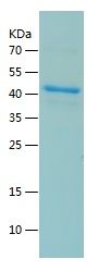 Recombinant Rat p53