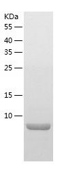    Thioredoxin / Recombinant Human Thioredoxin