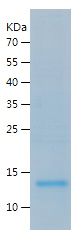    TGF beta 3 / Recombinant Human TGF beta 3