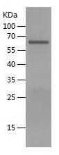    Tau412 / Recombinant Human Tau412