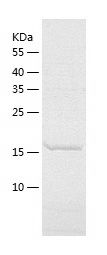    Tau441 / Recombinant Human Tau441