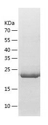    Tau441 / Recombinant Human Tau441