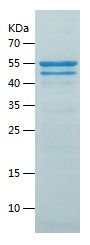    Tau441 / Recombinant Human Tau441