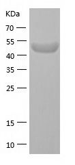    Tau / Recombinant Human Tau