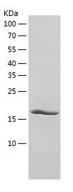    FGF6 / Recombinant Human FGF6