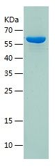    Hsp60 / Recombinant Human Hsp60