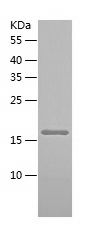    RALA / Recombinant Human RALA