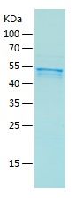    ERG / Recombinant Human ERG