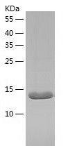 Recombinant Mouse H-FABP